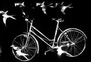 Bicicleta con golondrinas